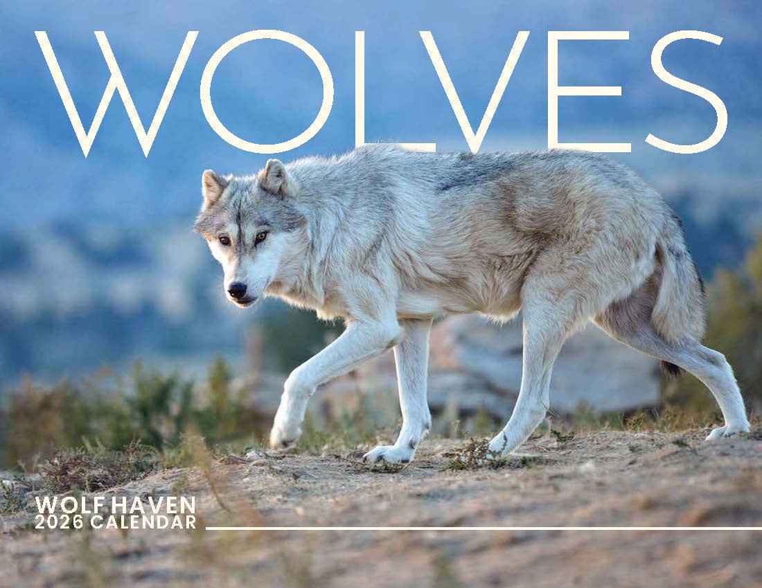 2026 Wolves Wall Calendar