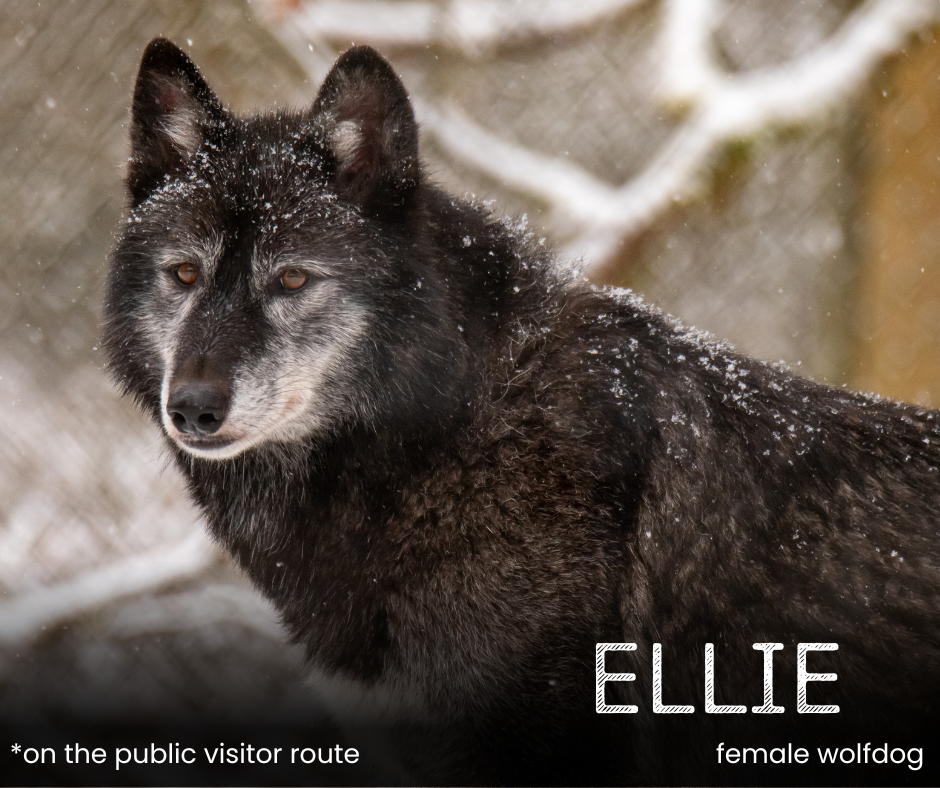 Sponsor a Wolf