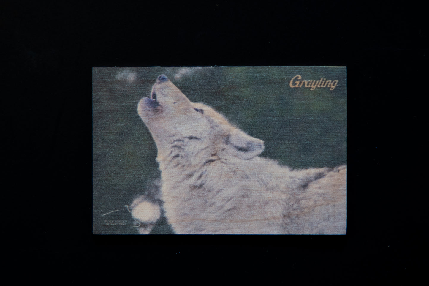 Resident Wolf Wood Magnet