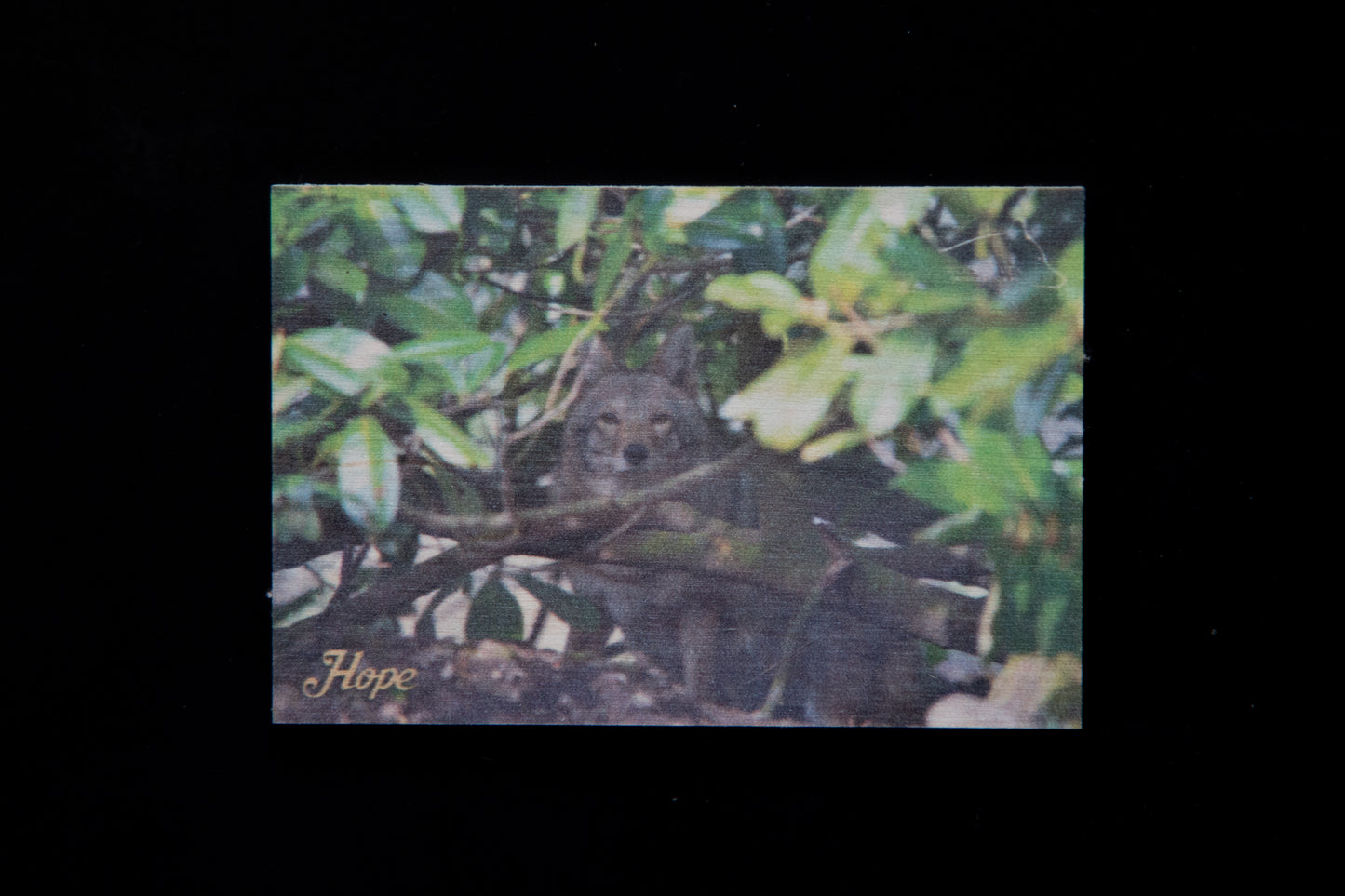 Resident Wolf Wood Magnet