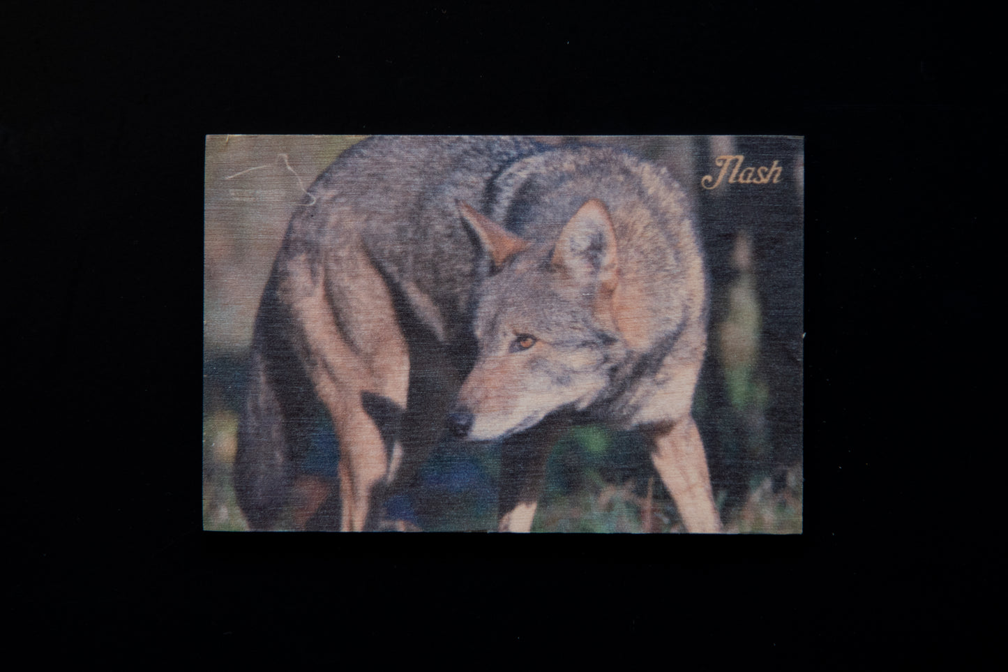 Resident Wolf Wood Magnet