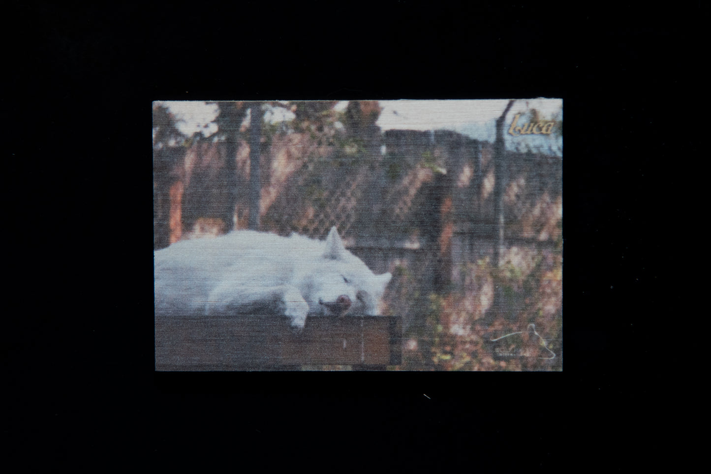 Resident Wolf Wood Magnet