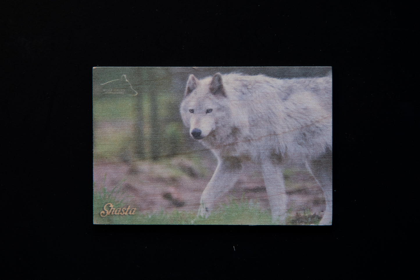 Resident Wolf Wood Magnet