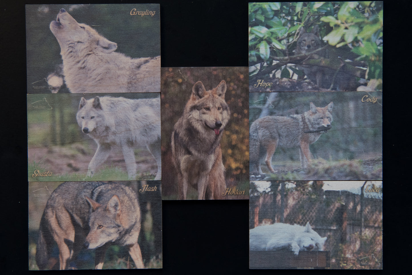Resident Wolf Wood Magnet