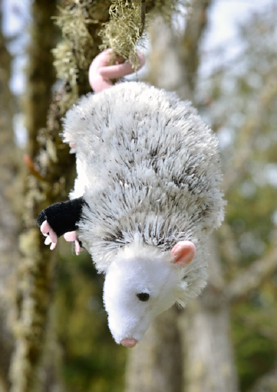 Oliver the Opossum