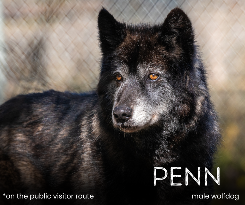 Sponsor a Wolf