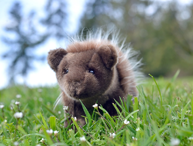 Percy the Porcupine