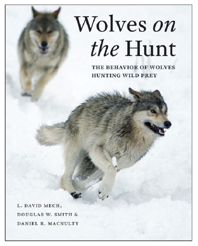 Wolves on the Hunt: The Behavior of Wolves Hunting Wild Prey