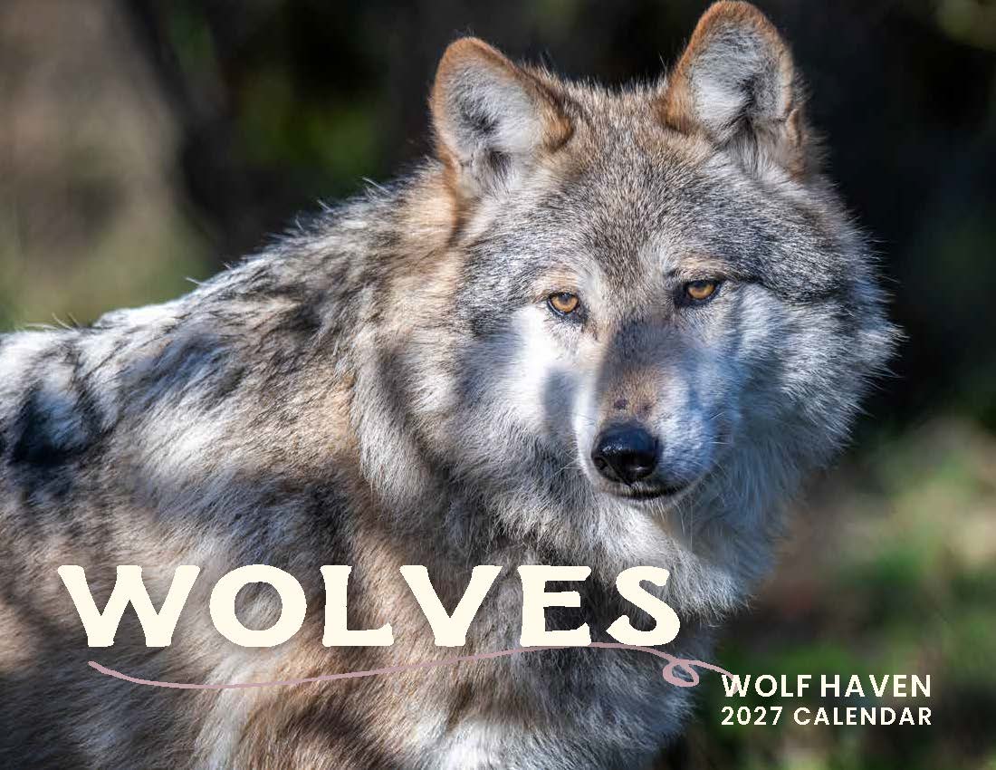 2027 Wolves Wall Calendar