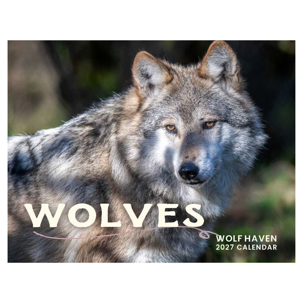 2027 Wolves Wall Calendar