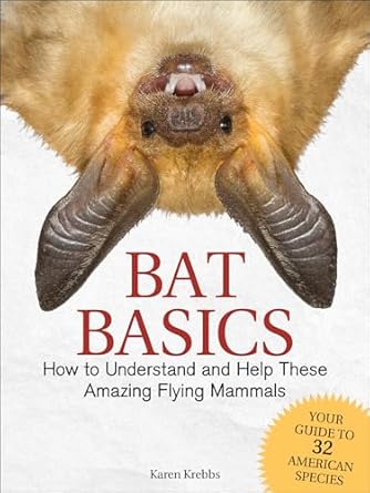 Bat Basics: How to Understand and Help These Amazing Flying Mammals