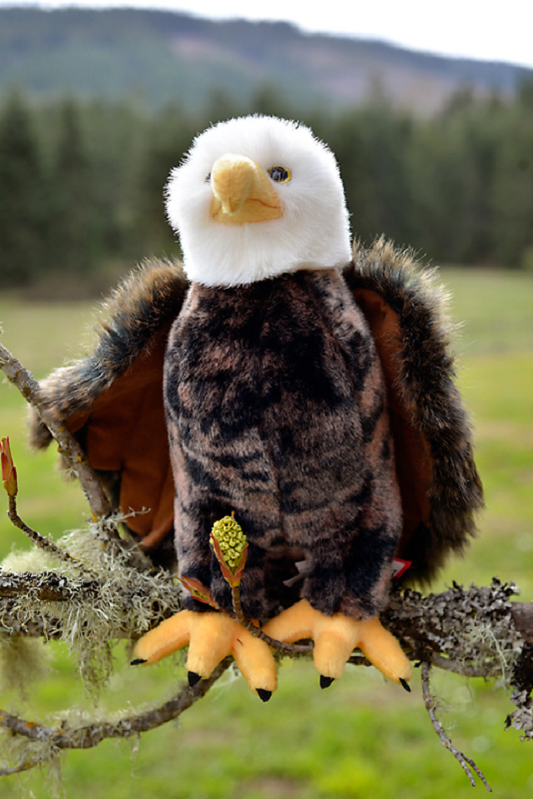 Adler the Bald Eagle