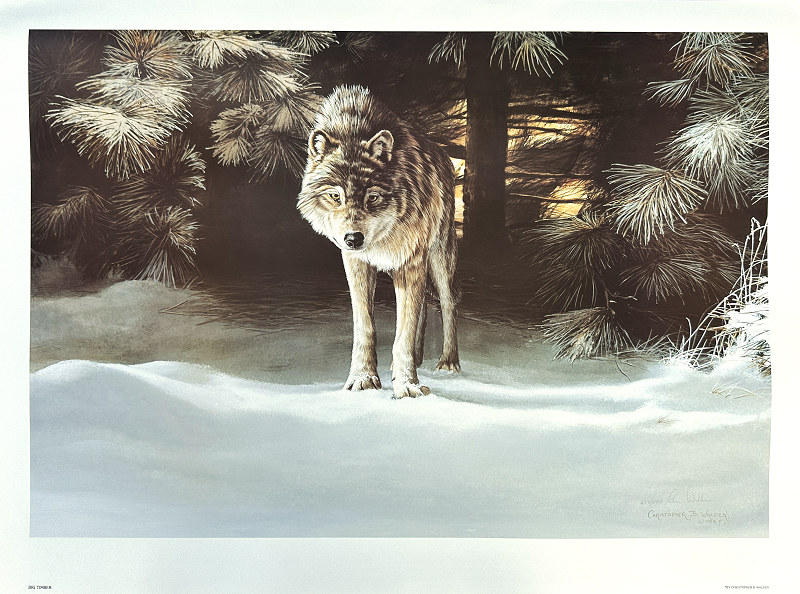 Art print Big Timber shows a wolf crouched in snow at the forest edge