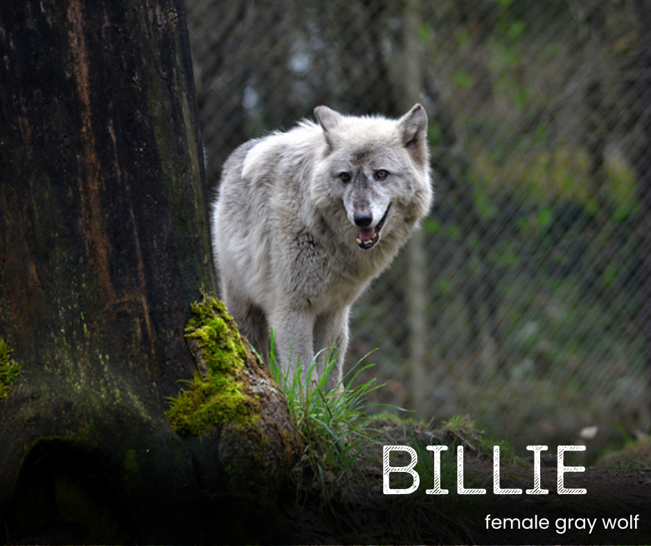 Sponsor a Wolf