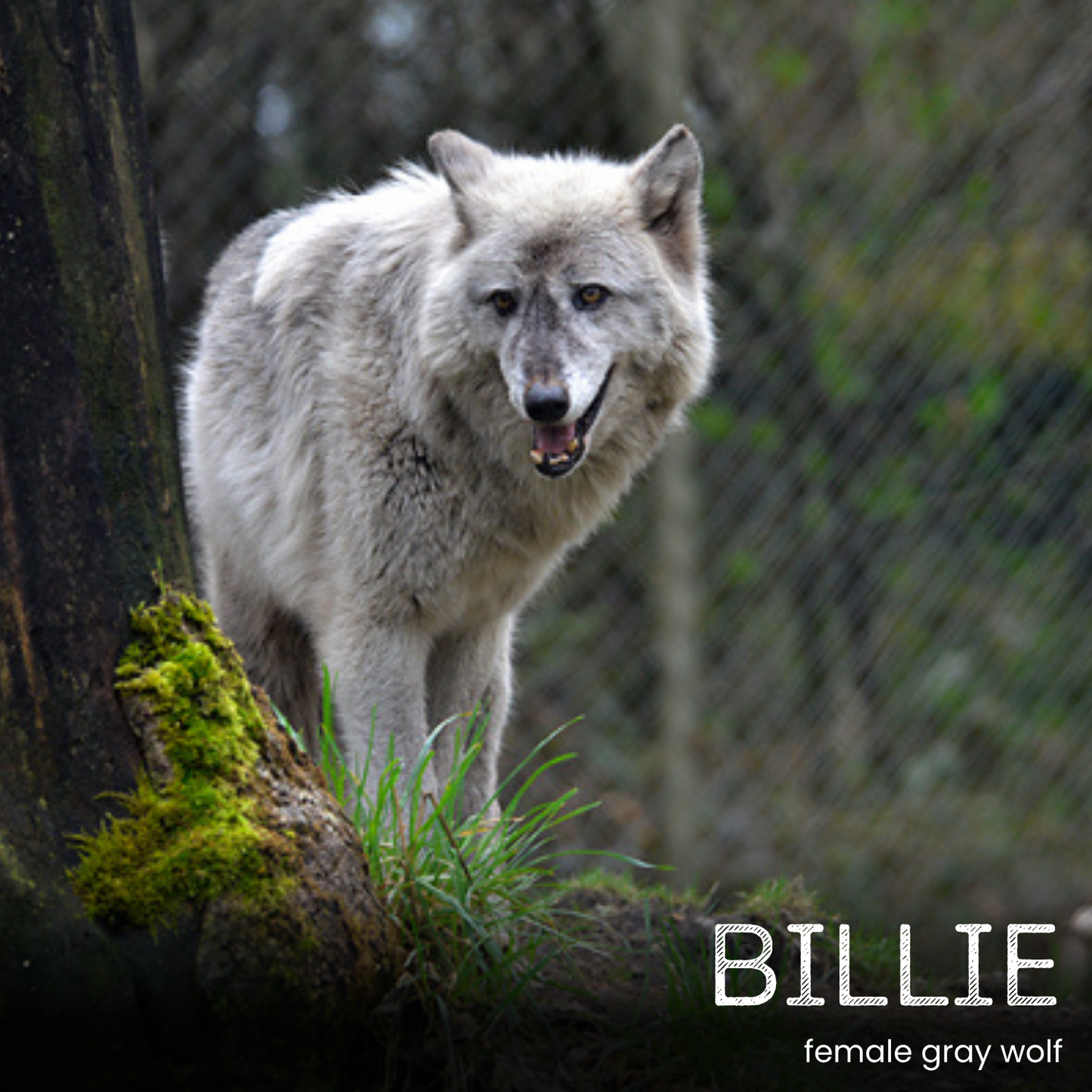Sponsor a Wolf