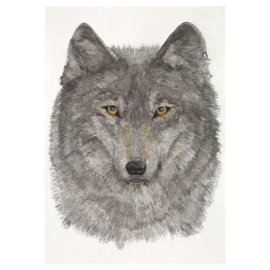 Canis Lupus Art Print