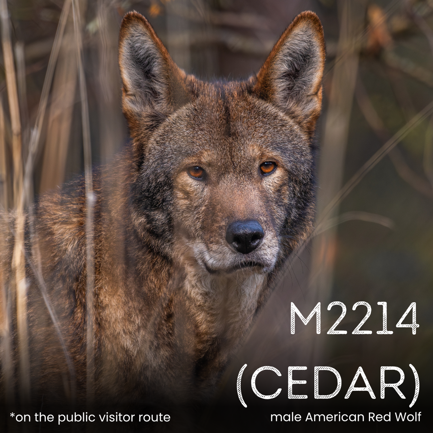 Sponsor a Wolf