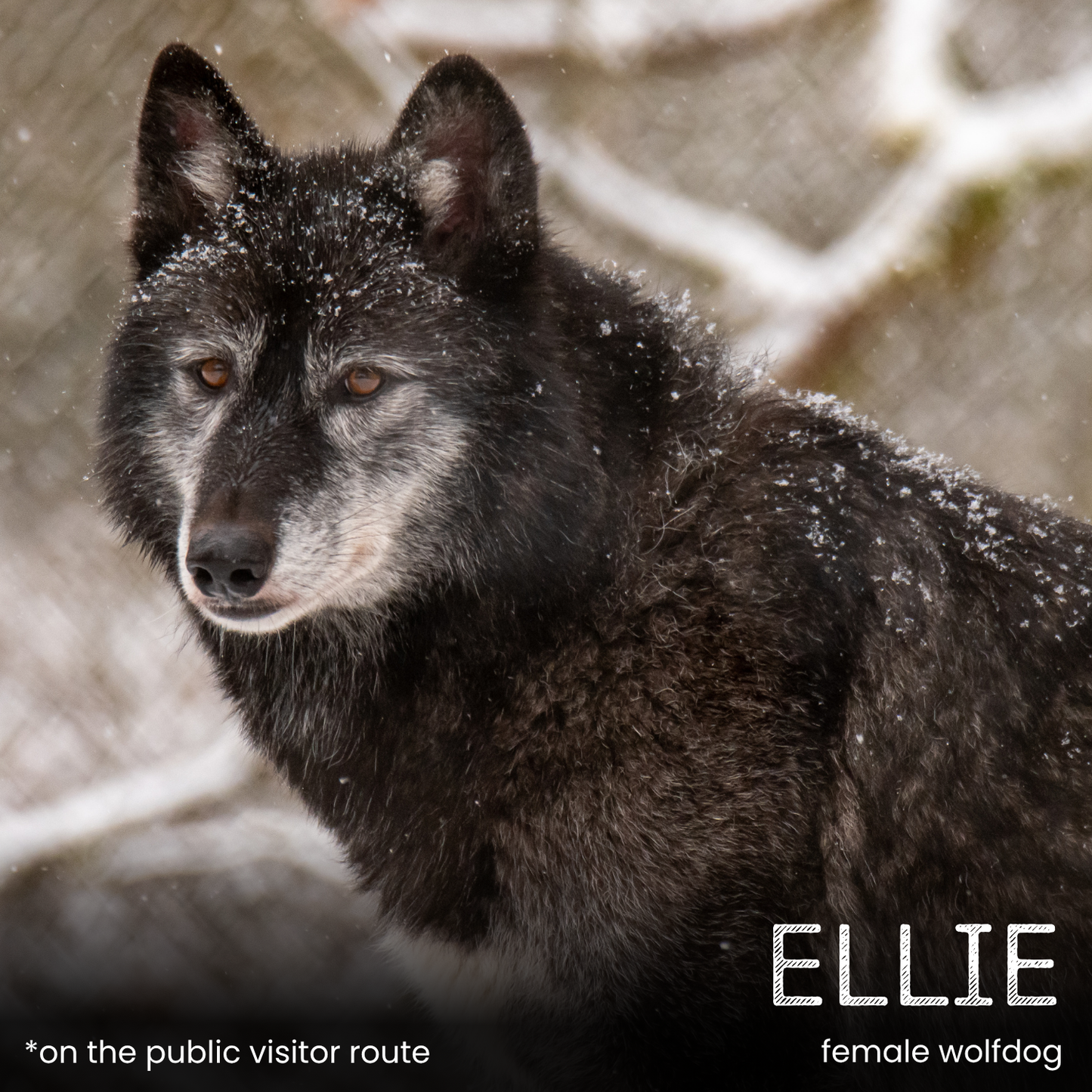 Sponsor a Wolf