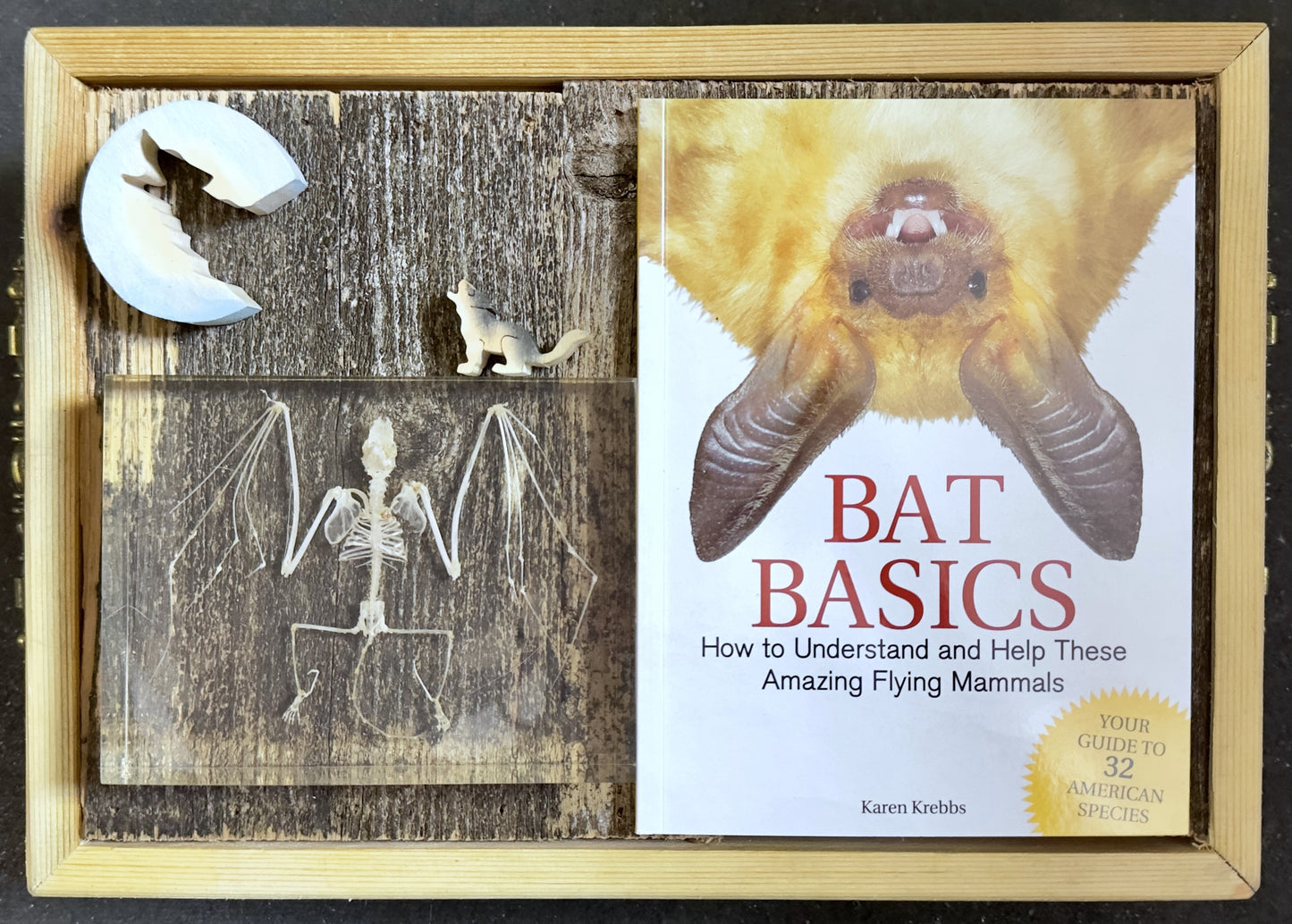 Bat Basics: How to Understand and Help These Amazing Flying Mammals