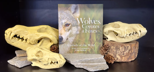 Wolves, Coyotes & Foxes: Symbols of the Wild