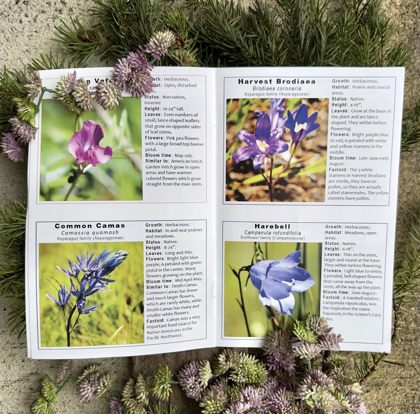 Prairie Flowers Booklet