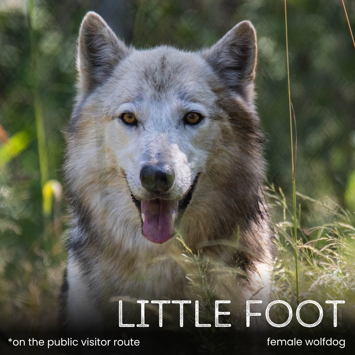 Sponsor a Wolf