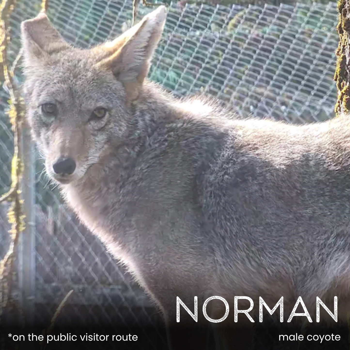 Sponsor a Wolf