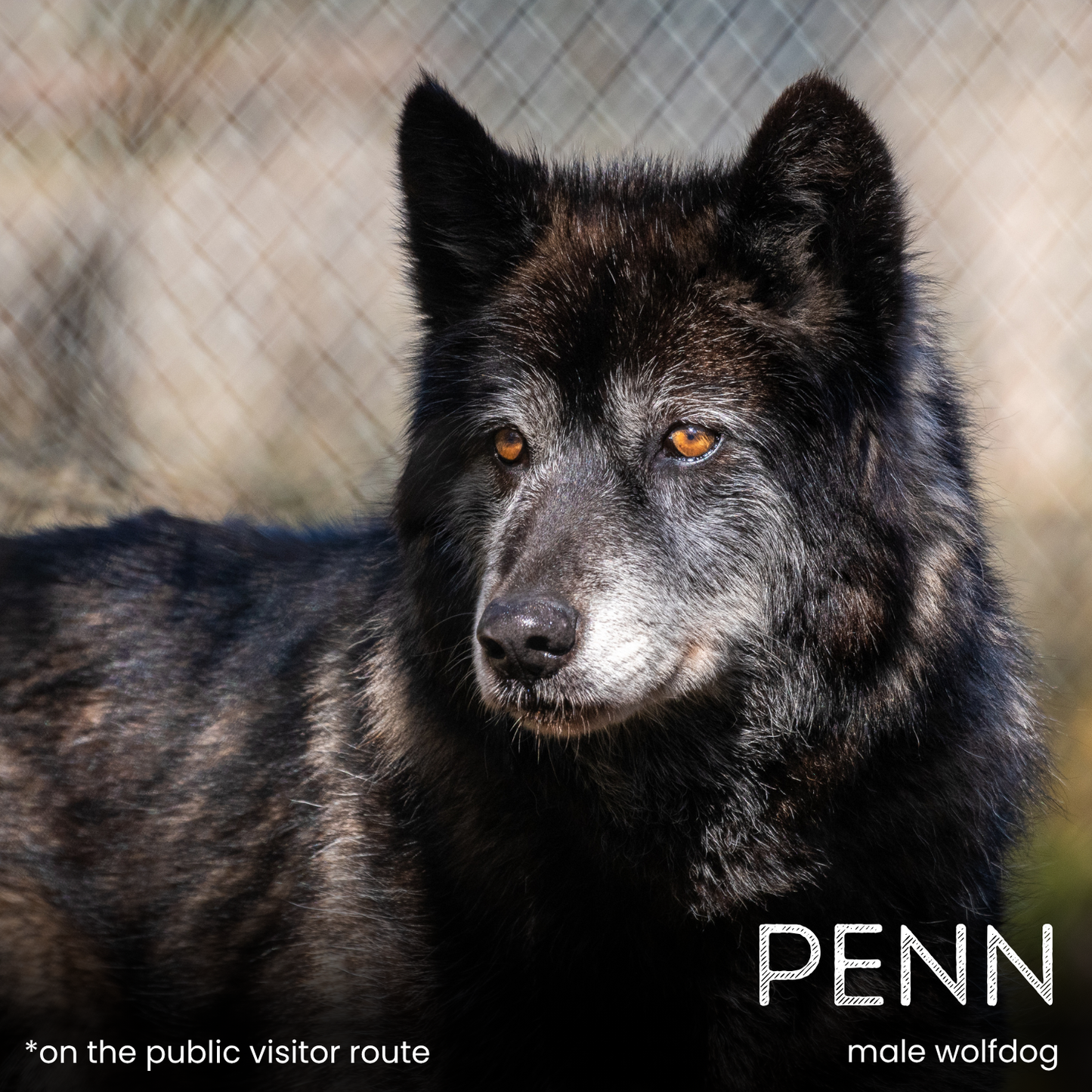 Sponsor a Wolf