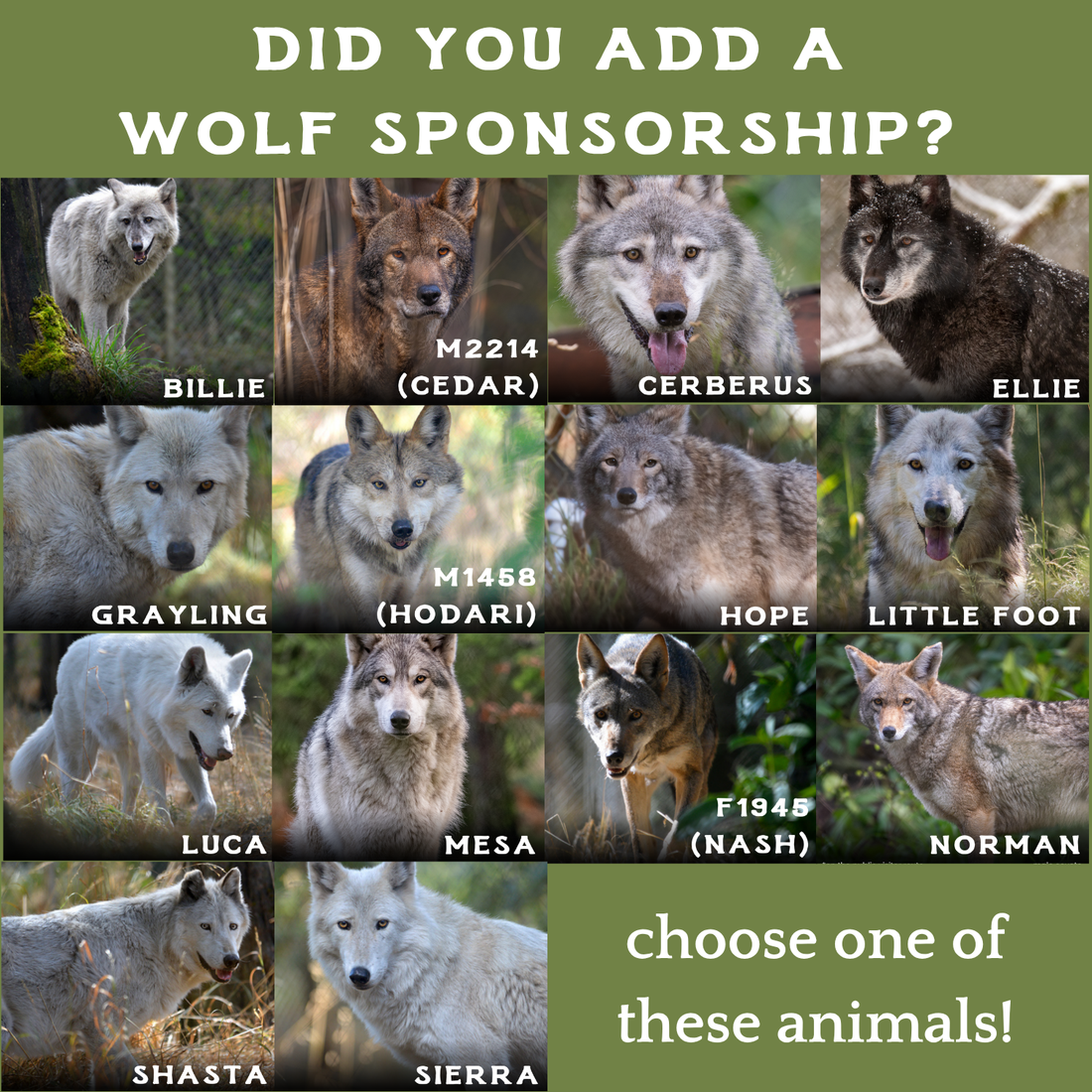 Become a Member – Wolf Haven International