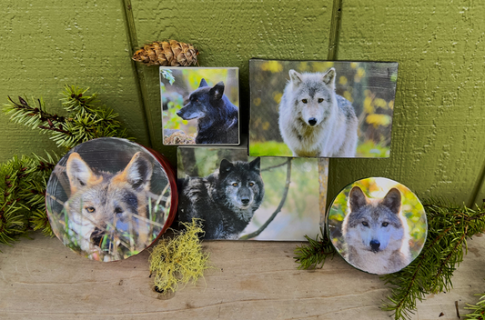 Wolf Photo Trinket Box