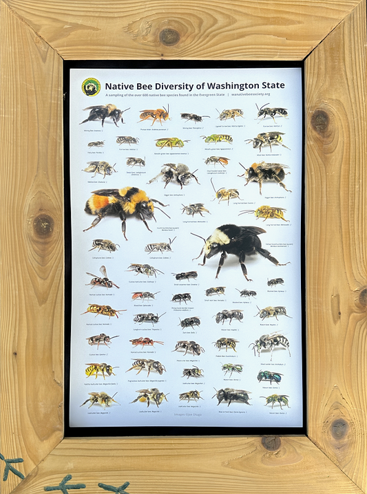 Native Bee Diversity of WA State Poster