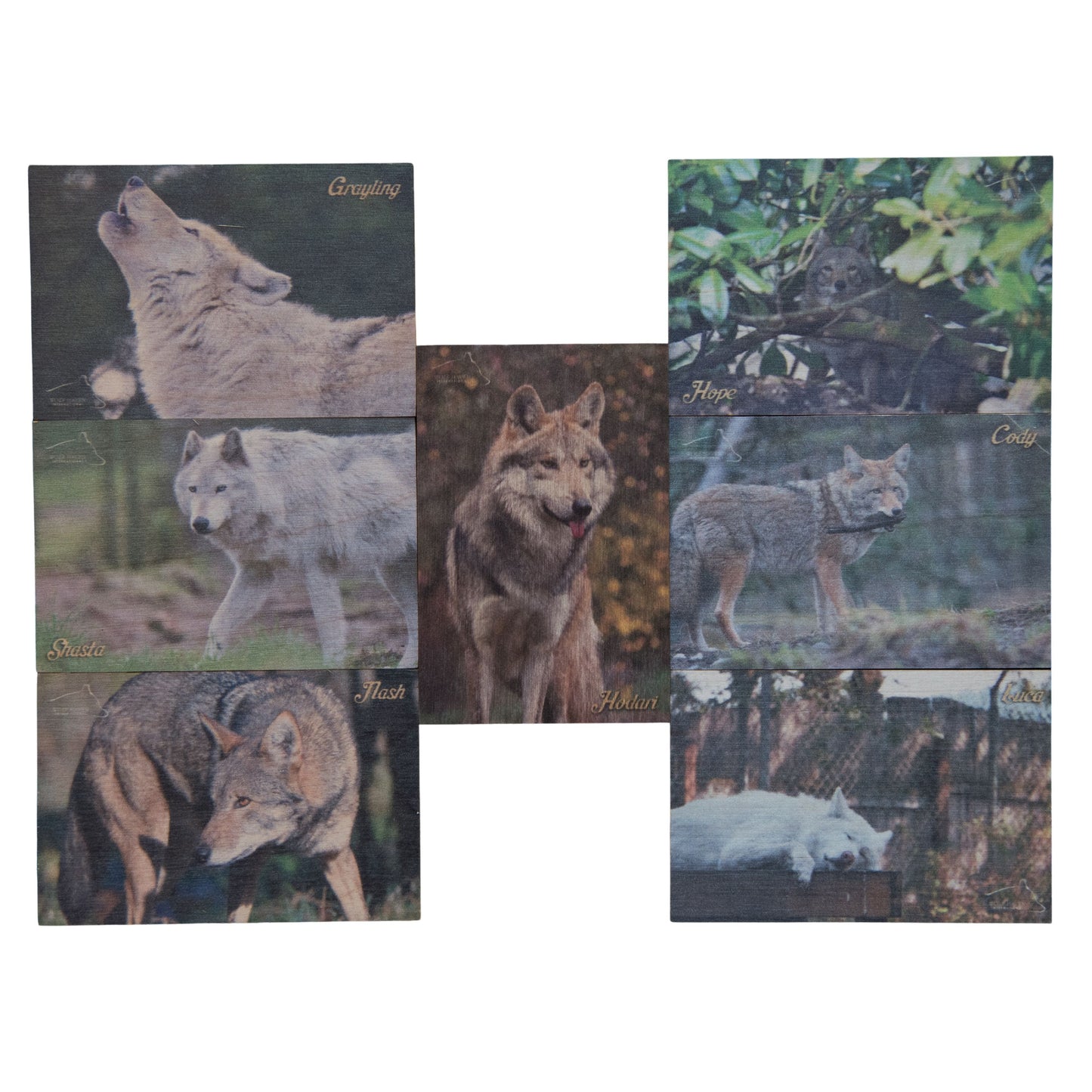 Resident Wolf Wood Magnet