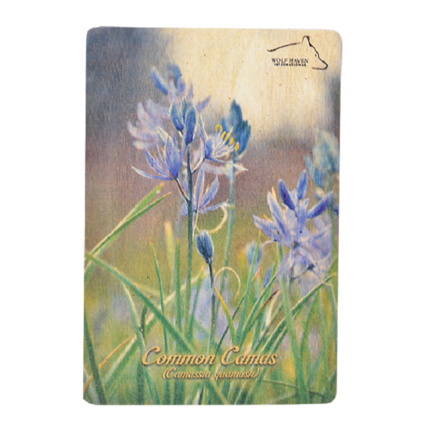Wooden Postcard