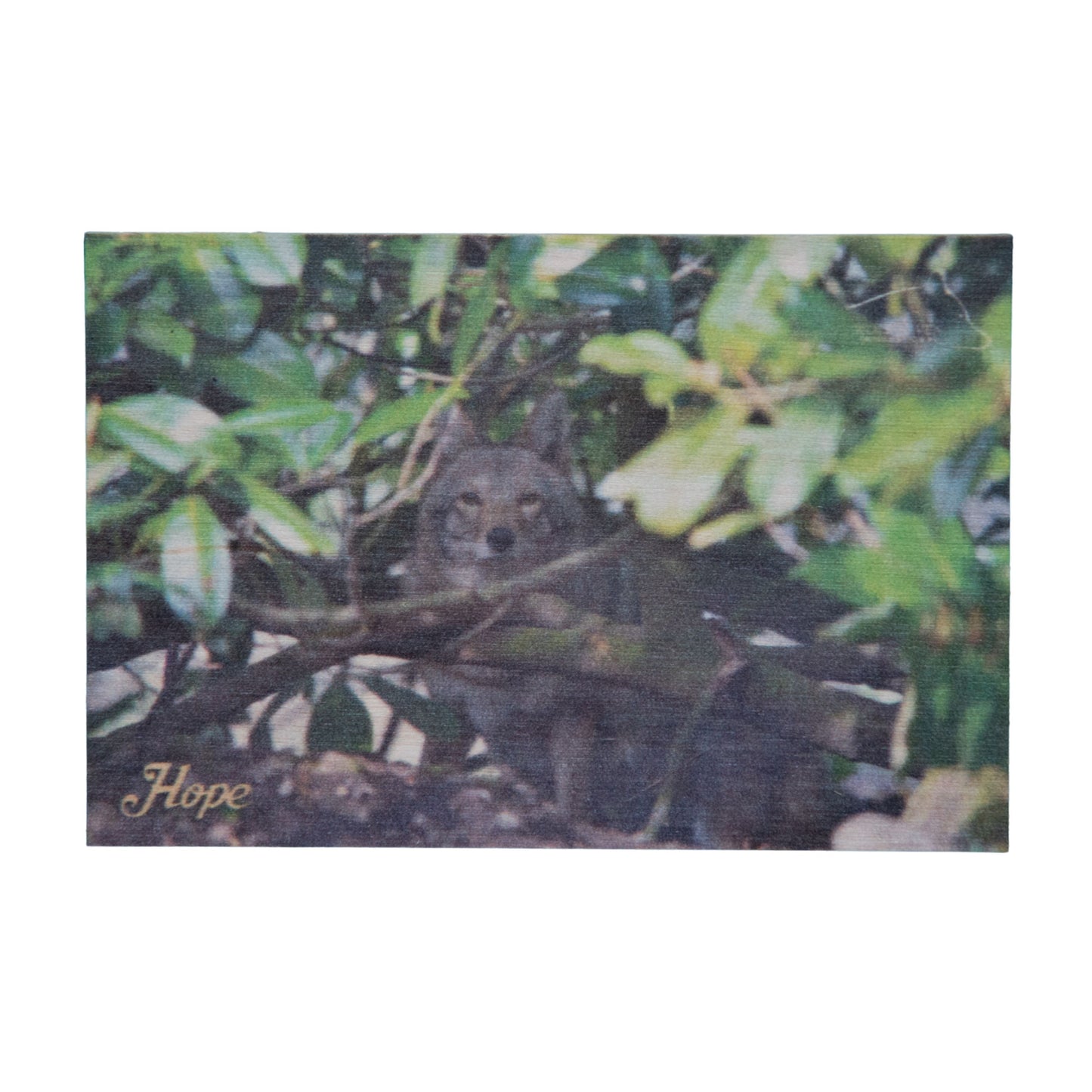 Resident Wolf Wood Magnet