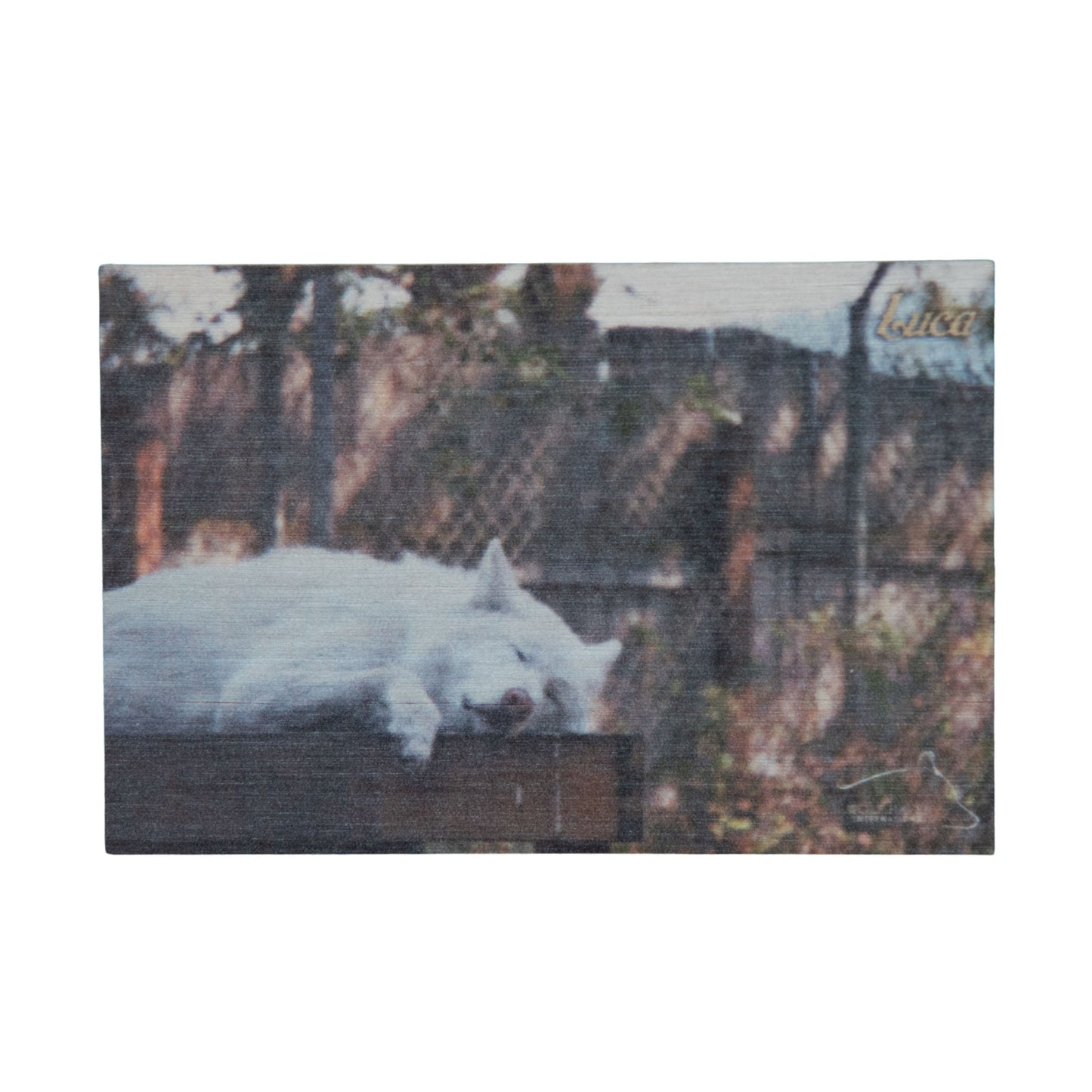 Resident Wolf Wood Magnet