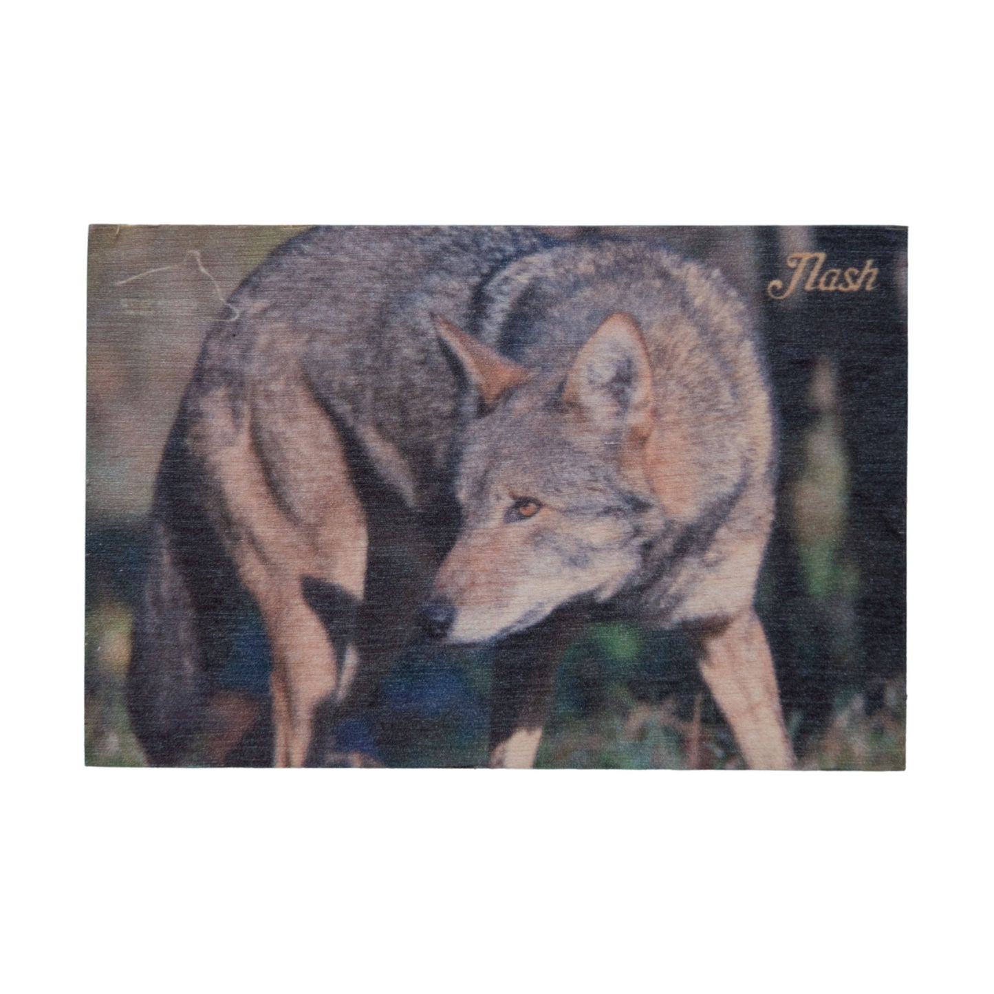 Resident Wolf Wood Magnet